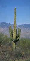 VIEW Saguaro cactus