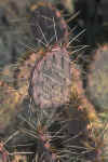 VIEW Saguaro National Park, prickly pear