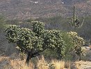 VIEW Saguaro National Park