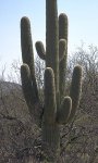 VIEW Saguaro National Park, saguaro cactus