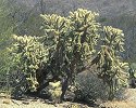 VIEW Saguaro National Park