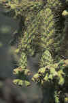 VIEW Saguaro National Park, flowering cactus
