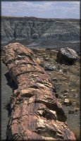 VIEW Petrified Forest National Park