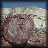 VIEW Petrified Log