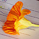VIEW Nasturtium flower and the signing book.