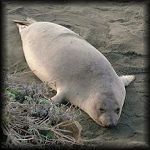 VIEW Juveniles at Long Beach A