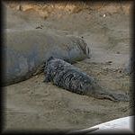 VIEW Mothers and pups at Long Beach B (1/21/01)