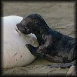 VIEW New pup being nurtured. Long Beach B.