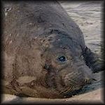 VIEW Elephant seal behaviour monitoring.
