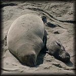 VIEW Mother and pup at Long Beach, San Simeon (1/21/01)