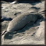 VIEW Mother elephant seal and pup at Long Beach A.