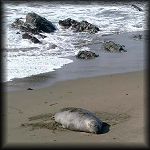 VIEW Sub-adult male on Long Beach B.