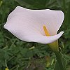 VIEW Calla Lily