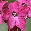 VIEW Nicotiana
