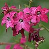 VIEW Nicotiana
