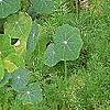VIEW Nasturtiums