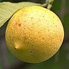 VIEW Lemon on tree in back garden