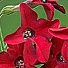VIEW Nicotiana