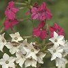 VIEW Nicotiana