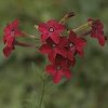 VIEW Nicotiana