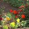 VIEW Nasturtiums