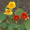 VIEW Nasturtiums