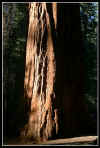 VIEW  Mariposa Grove Redwood