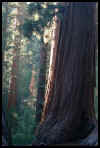 VIEW  Mariposa Grove Redwoods.