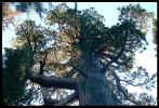 VIEW  Mariposa Grove
