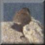 VIEW A distant Marmot
