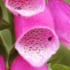 VIEW Foxglove and beetles