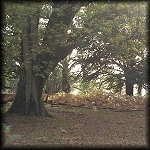 VIEW Fritham Woods, New Forest 23 Oct 1999