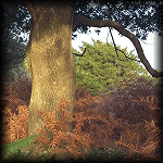 VIEW Fritham Woods, New Forest 23 Oct 1999