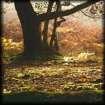 VIEW Fritham Woods, New Forest 23 Oct 1999