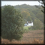 VIEW Fritham Woods, New Forest 23 Oct 1999